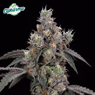Da Candy Shop featured flower artwork